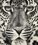 Large leopard face, 2009, (Charcoal on paper)