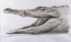 Crocodile, 2005 (acrylic)