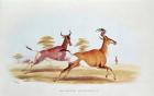 The Sassaybe and the Hartebeest, illustration from 'Wild Sports of South Africa', by W.C. Harris, 1841 (coloured engraving)