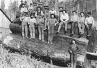 Woodcutters in California, 1891 (b/w photo)