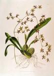 Odontoglossum Hastatum (hand coloured engraving)