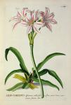 Lilio-Narcissus, Africanus, from 'Plantae Selectae' by Christoph Jakob Trew (1695-1769), published 1750-73 (coloured engraving)