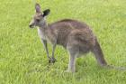 Eastern Grey kangaroo, Macropus giganteus (photo)