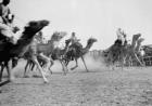 A camel race in full stride, Beersheba Race Meeting, Israel, 4th May 1940 (b/w photo)