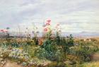 Wildflowers with a View of Dublin Dunleary (w/c on paper)
