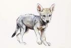 Hesitating Arabian Wolf Pup, 2009 (conte & charcoal on paper)