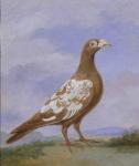 Red Pied Carrier Pigeon (oil on canvas)