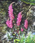 Wild Loosestrife (watercolour on paper)