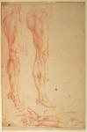 Studies of Legs and Arms (red chalk on paper)