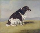 The Duchess of York's Spaniel, 1804 (oil on millboard)