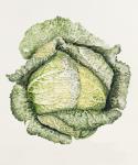 Savoy Cabbage (w/c)