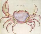 Land Crab (w/c on paper)