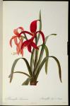 Amaryllis Formosissima, 1808, from `Les Liliacees' by Pierre Redoute, 8 volumes, published 1805-16, (coloured engraving)