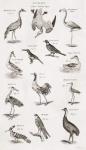 Different types of birds (engraving)