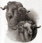 Head of Merino ram compared before and after shearing, from 'The Century Illustrated Monthly Magazine', published 1884 (engraving)