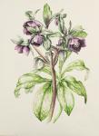 Helleborus Orientalis from Helen Ballard (dark purple flowers)