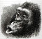 Chimpanzee Disappointed and Sulky (litho) (b/w photo)