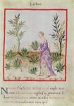 Ms 3054 f.10 Harvesting Lettuces, from 'Tacuinum Sanitatis' (vellum)
