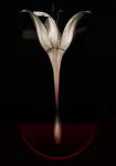 Bleeding lily,2013,(Photo manipulation)