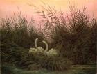 Swans in the Reeds, c.1820 (oil on canvas)