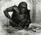 The Gorilla at the Zoological Society's Gardens, from the 'Illustrated London News', 12th November 1887 (engraving) (b/w photo)