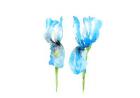 Blue Irises, Botanical Series, 2017, (watercolour)