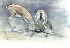 Sand Gazelles, 2009 (conte & charcoal on paper)