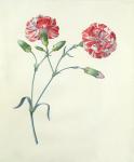 Carnation