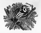The Barred Woodpecker, illustration from 'The History of British Birds' by Thomas Bewick, first published 1797 (woodcut)