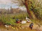 Mallard Ducks with their Ducklings (oil on canvas)