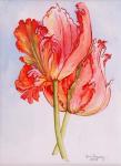 Two Frilled Tulips,2000,water colour on handmade paper