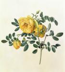 Rosa hemispherica, 18th century