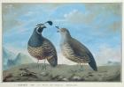 Male and Female Californian Partridge, from 'Voyage de La Perouse' (gouache on paper)
