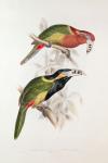 Spotted Bill Aracari, 19th century (colour lithograph)