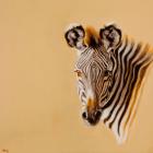 Grevy Zebra, 2014 (oil on canvas)