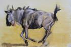 Wildebeest sketch, 2012, (oil on paper)