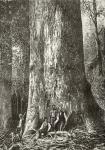 Giant Gum Tree, c.1880, from 'Australian Pictures' by Howard Willoughby, published by the Religious Tract Society, London, 1886 (litho)