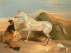 Arab Stallion (oil on canvas)