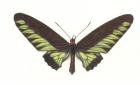 Birdwing Butterfly, Trogonoptera brookianus, 2006 (w/c on paper)