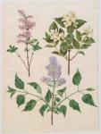 Syringa persica, philadelphus coronarius and syringa vulgaris from the album Gottorfer Codex, c.1650 (gouache on parchment)