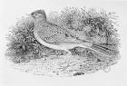 The Skylark (Alauda arvensis) from the 'History of British Birds' Volume I, pub. 1797 (wood engraving)