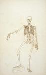 Study of the Human Figure, Anterior View, from 'A Comparative Anatomical Exposition of the Structure of the Human Body with that of a Tiger and a Common Fowl', 1795-1806 (pen and ink over graphite on wove paper)