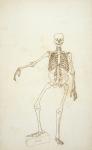 Study of the Human Figure, Anterior View, from 'A Comparative Anatomical Exposition of the Structure of the Human Body with that of a Tiger and a Common Fowl', 1795-1806 (pen and ink over graphite on wove paper)