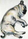 Sleeping Pug One, 2000, (oil pastel)