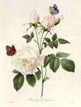 Rosa: Bengale the Hymenes, from 'Les Roses', 19th century (coloured engraving)