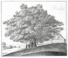 Hollow Tree at Hampstead, 1663 (engraving)
