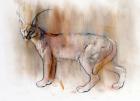 Arabian Caracal, 2009 (conte & charcoal on paper)