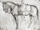 Mule, from the Vallardi Album (pen & ink on paper) (b/w photo)
