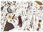 Herbarium Specimen Painting sheet 1, 2006-09 (w/c on paper)