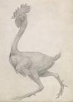 Fowl: Lateral view with Most Feathers Removed, from the series 'A Comparative Anatomical Exposition of the Structure of the Human Body with that of a Tiger and a Common Fowl' (graphite on paper)